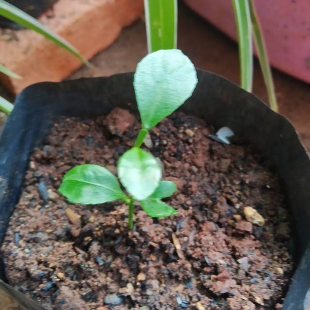 Bibit jeruk peras