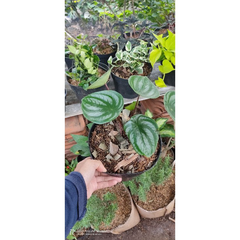 tanaman hias episcia watter melon - episcia mutiara semangka
