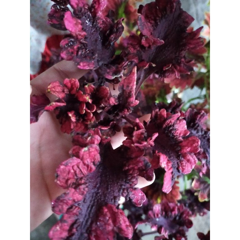 Tanaman miana , coleus , iler