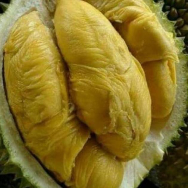 #_# BIBIT BUAH DURIAN BIBIT DURIAN MONTONG