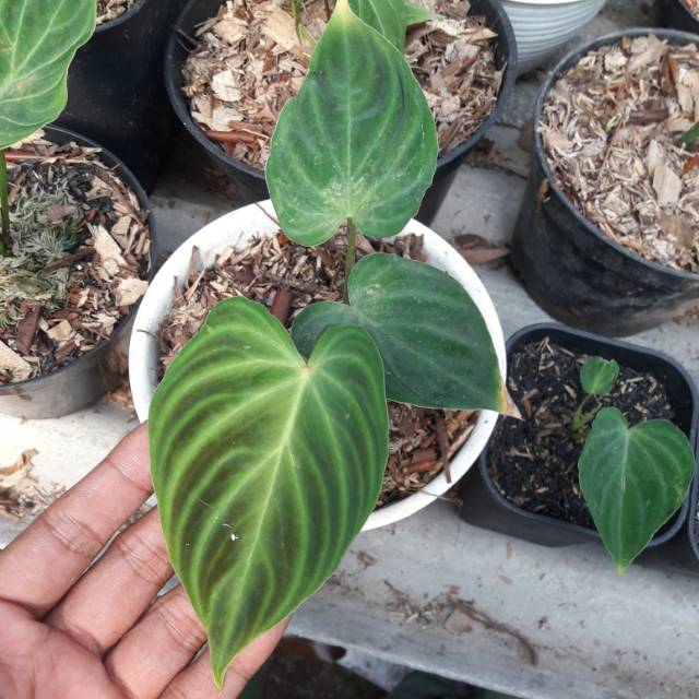 Philodendron verrucosum
