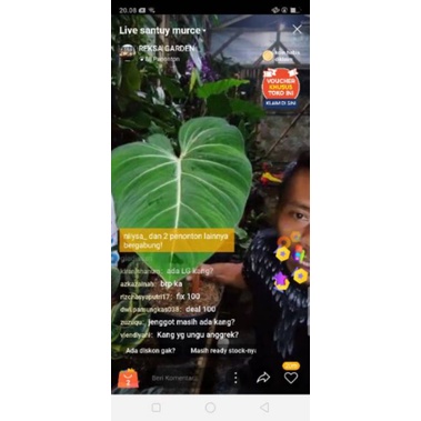 tanan hias glorisium