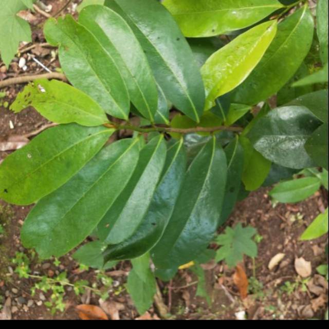 

Daun sirsak segar 500gr