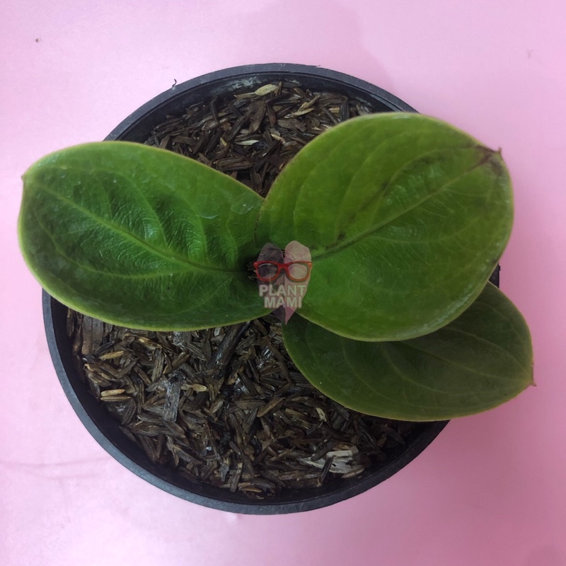 Anthurium Jemani Rasputin