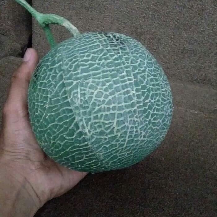 Hiasan Meja - Buah Melon Palsu/Plasti Foam Hiasan Meja Dekorasi Pajangan