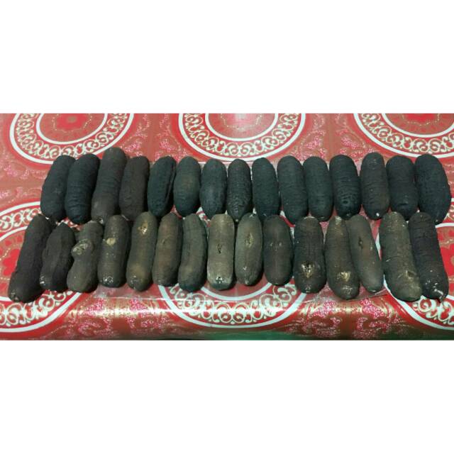 

Terimpang belitung /gamat bangka belitung