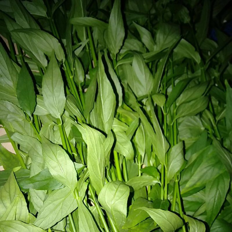 

Daun Sabah Snake grass segar