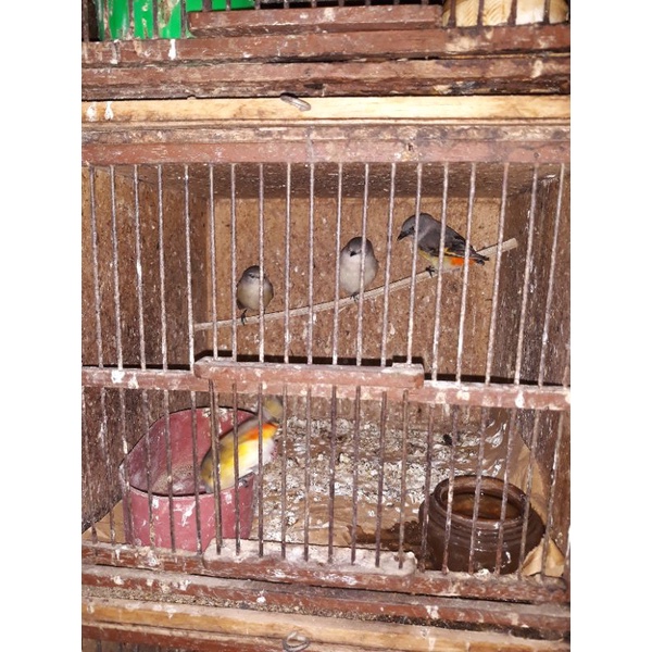 burung mantenan mini