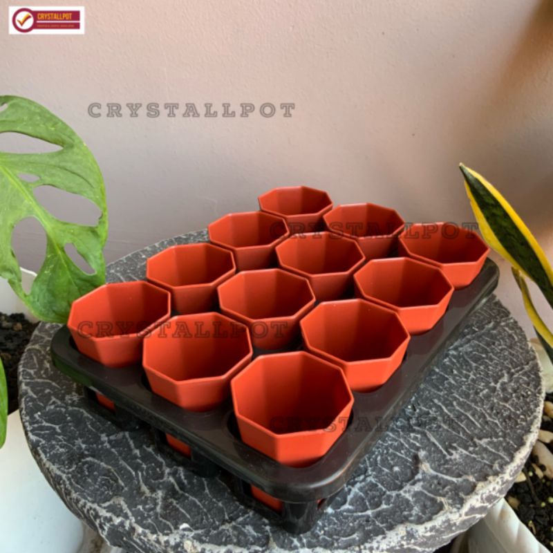 1 set Tray + POT BUNGA NKT PAGODA 5CM MERAH BATA | tray semai bibit