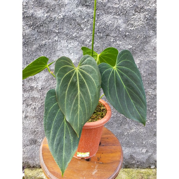 anthurium emerald trident