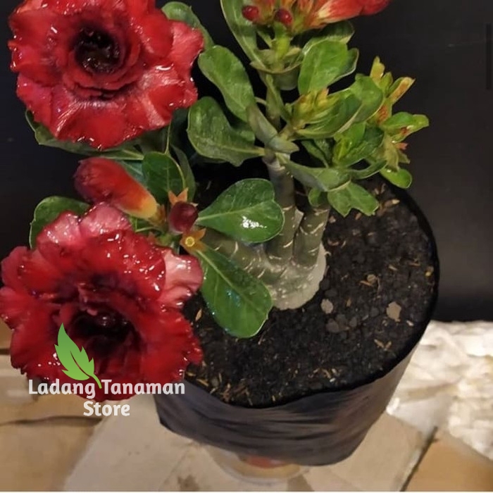 

bibit bahan bonsai adenium bonggol besar kamboja jepang