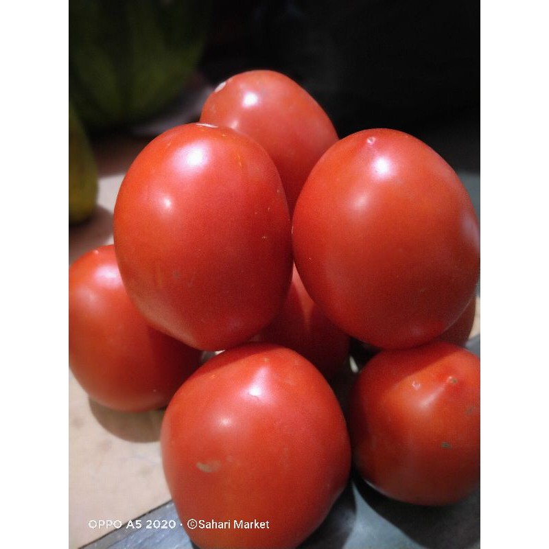 

Tomat Buah