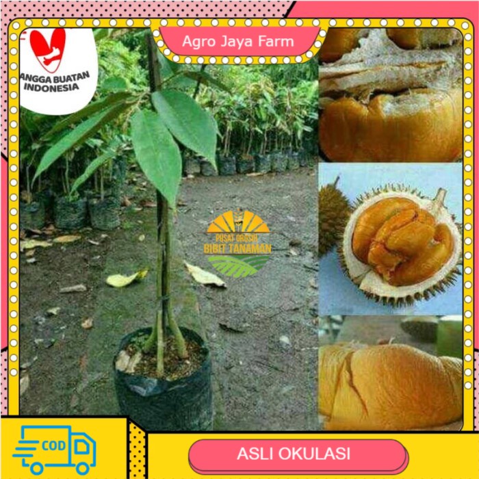 Bibit durian duri hitam kaki 3 - durian ochee