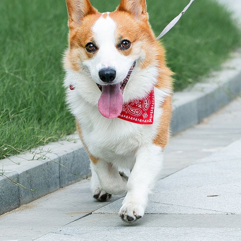 COD❤️Syal Anjing Koboi Betuk Segitiga Syal Kucing Motif Pet Saliva Segitiga Handuk Anjing Kucing Syal Kerah Tenun Polos Pola Cetak Perlengkapan Hewan Peliharaan