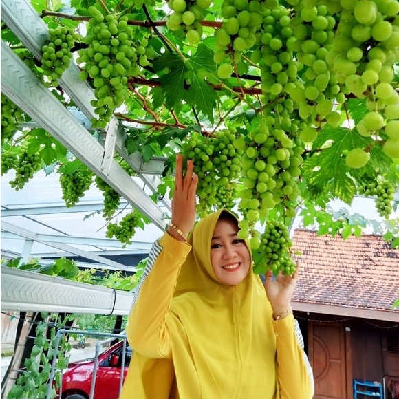 Hormon Sehat GA3 untuk Anggur