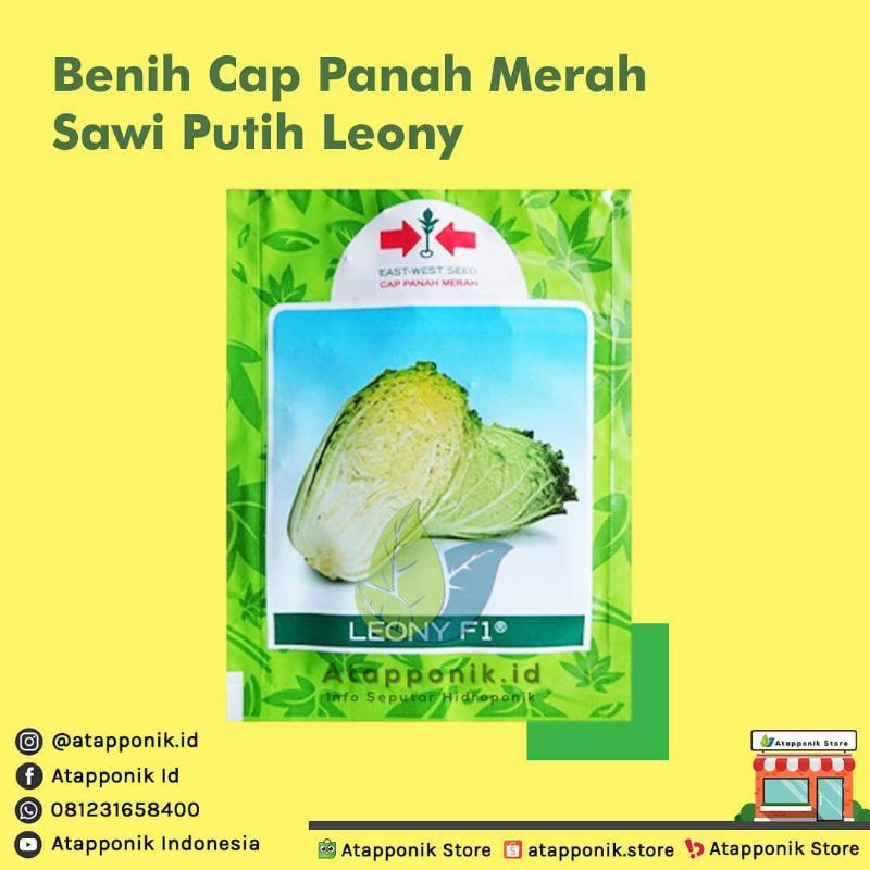benih bibit sawi putih leony
