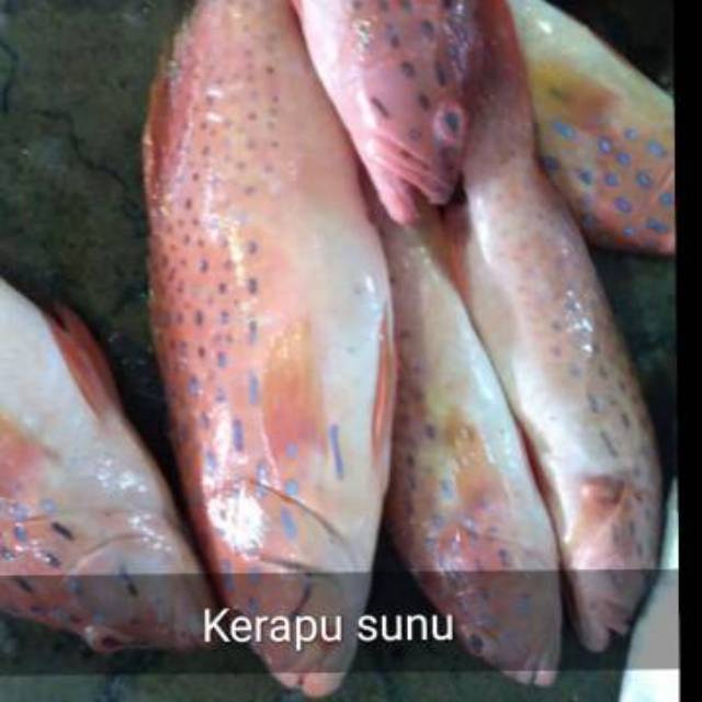 

IKAN KERAPU MERAH / KERAPU SUNU 1kg