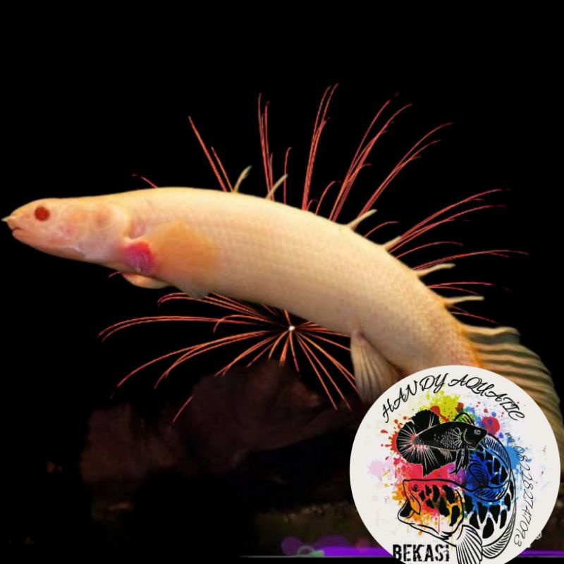 palmas albino 7-10cm