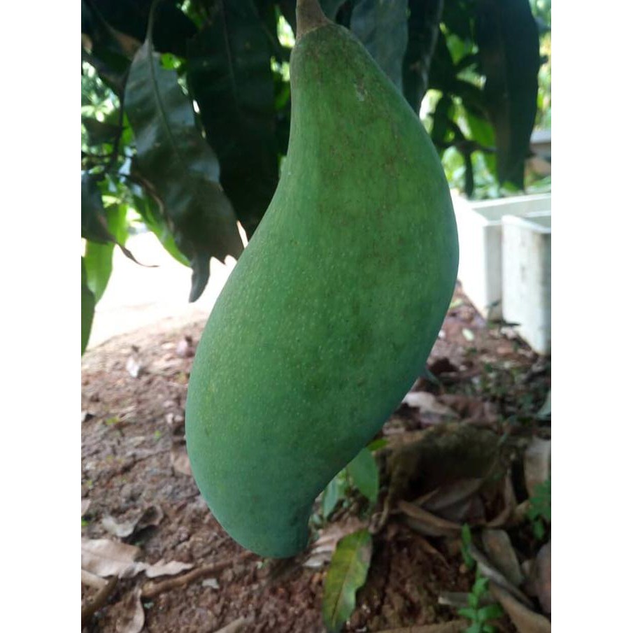 Super Bibit Mangga Mahatir Original Ori