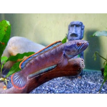 PASIR MALANG 1 KG - Pasir Malang Hitam Alas Akuarium Aquarium Setting Ikan Predator Channa Peacock B