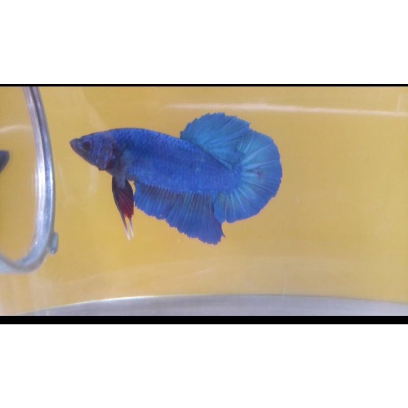 

Ikan cupang Avatar real pict