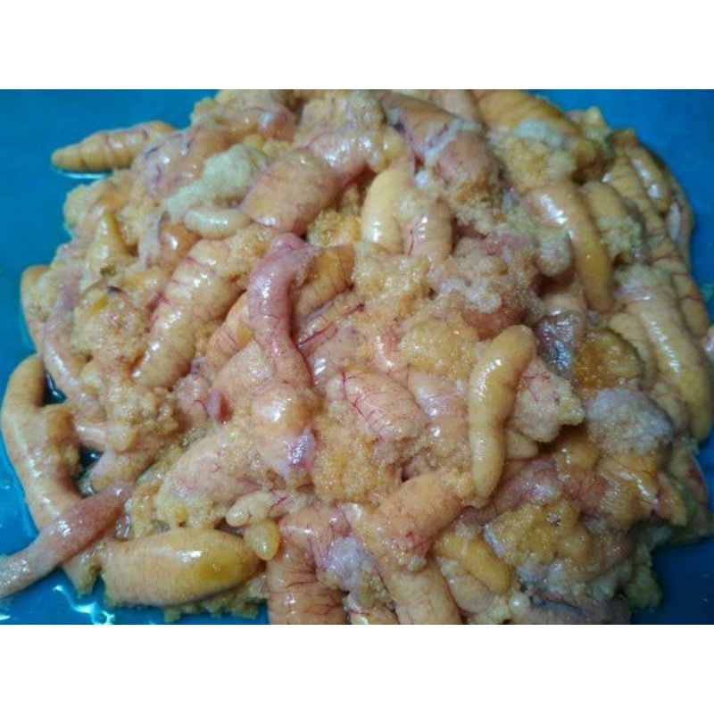 

Telur Ikan Gabus / Telur Ikan Haruan