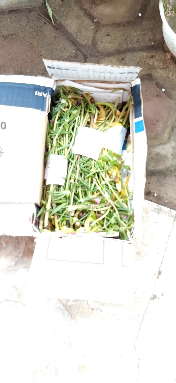 Stek Mossrose / Portulaca / Krokot  Tumpuk Warna Merah  (perbatang)