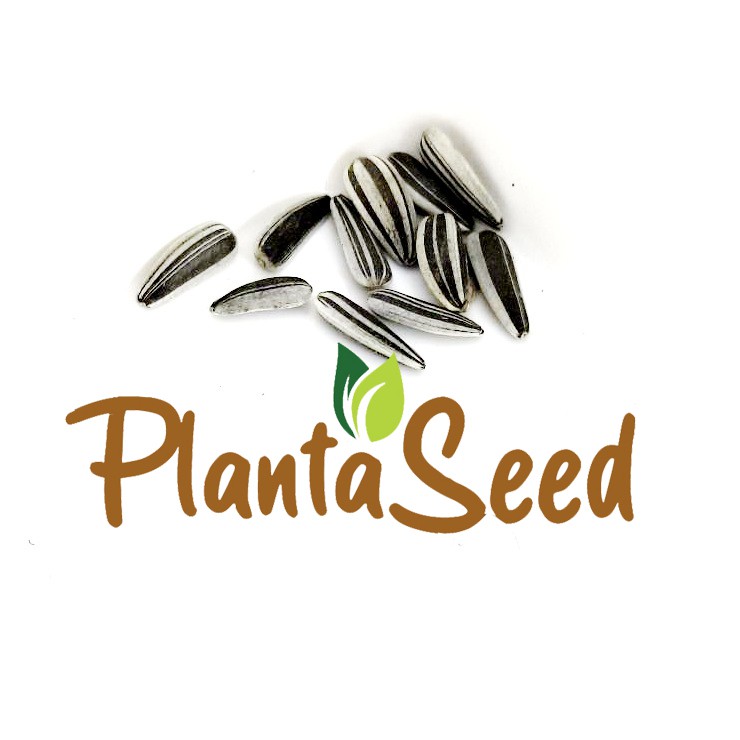 PlantaSeed - 10 Seeds - Sunflower Mammoth Biji Bunga Matahari Bunga Besar Jumbo Biji Bunga Tanaman Hias Flower Seed Murah Termurah - PAS0246