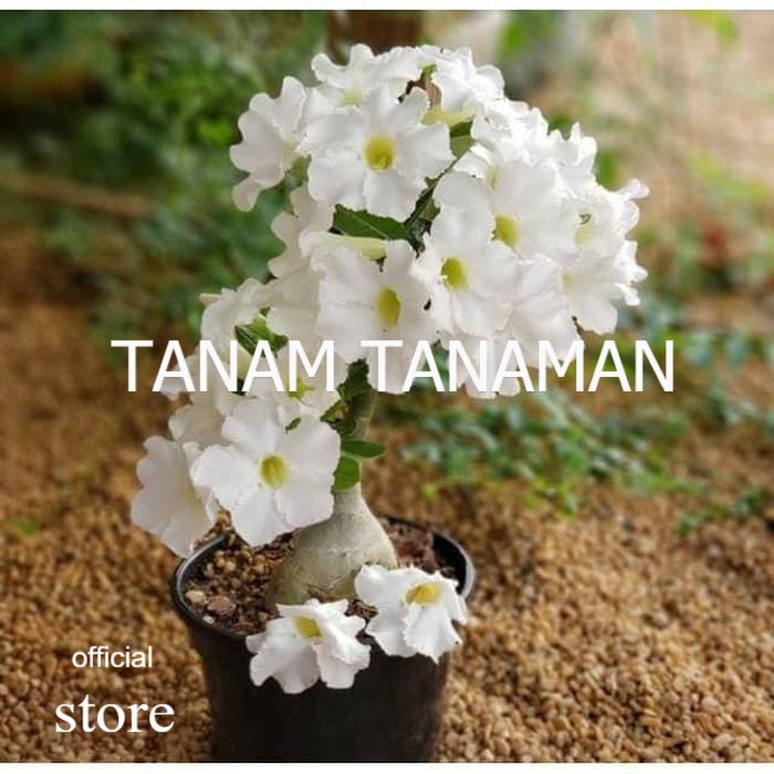 bibit tanaman adenium bunga putih bonggol besar bahan bonsai kamboja TAMAN TANAMAN