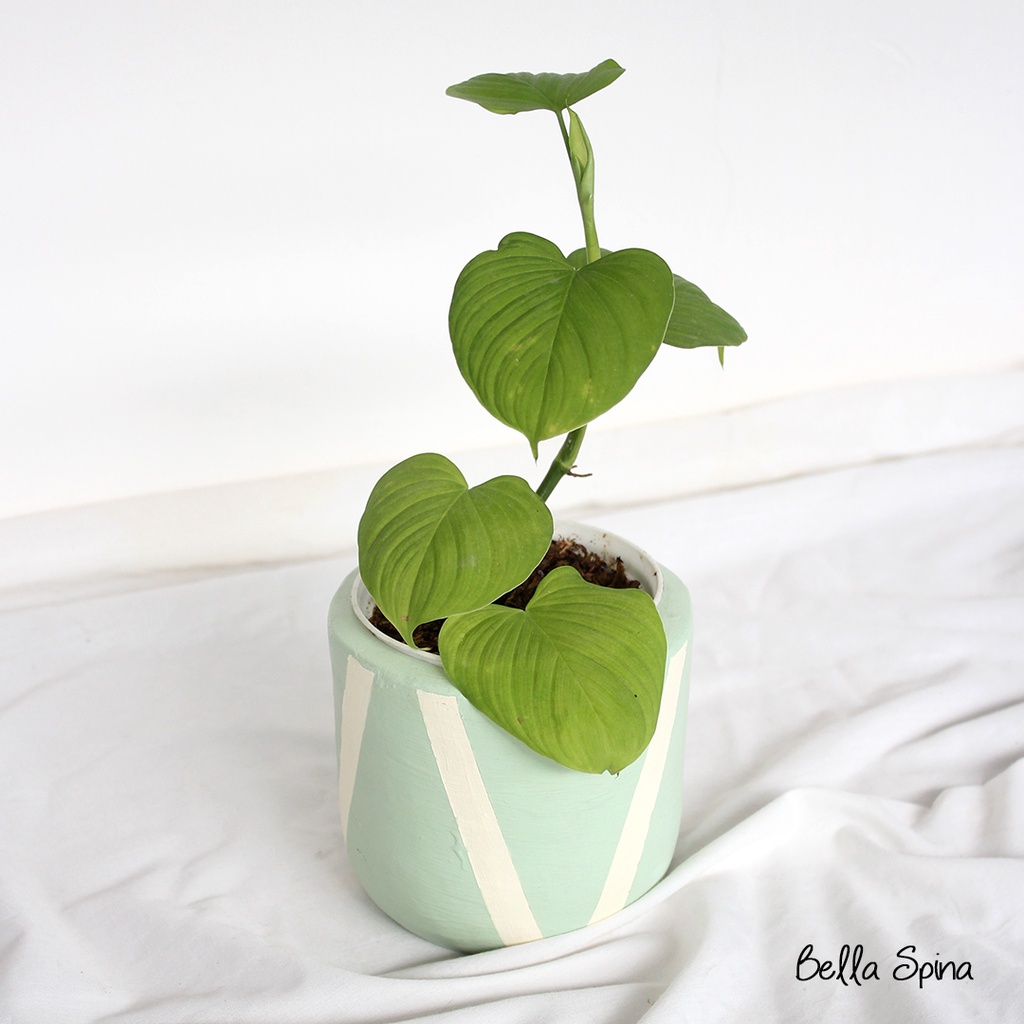 Tanaman Hias Philodendron Fibrae Catapphyllum