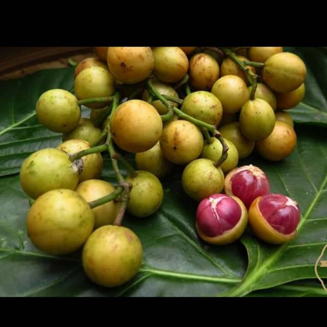 

Buah menteng