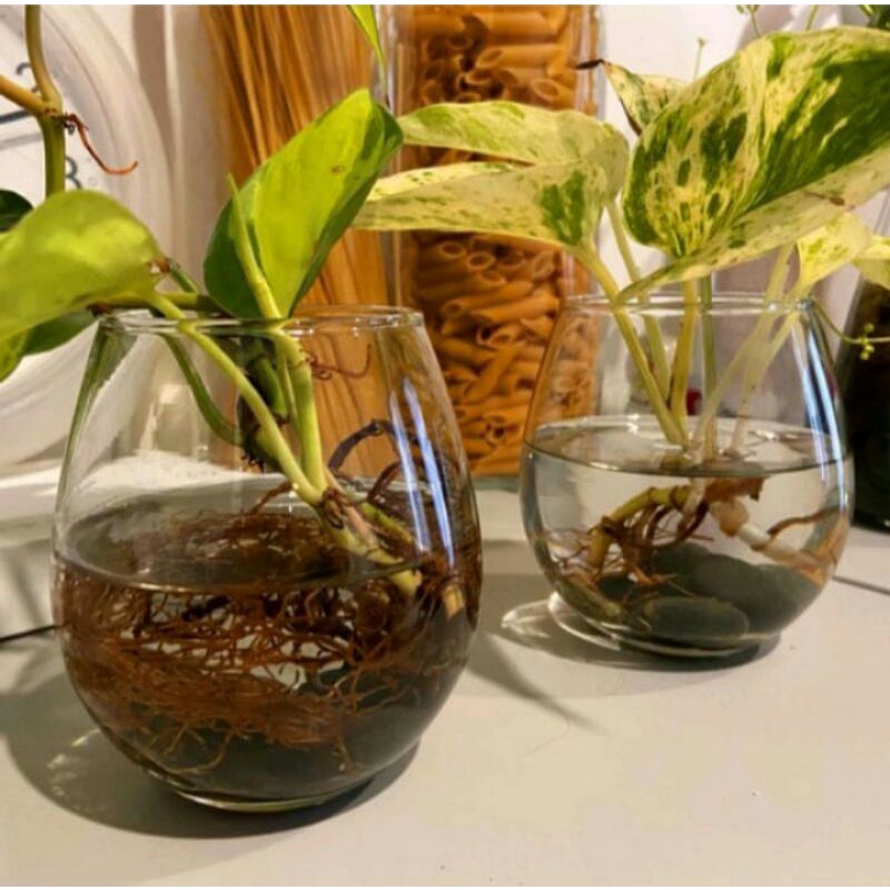 Aquarium Ikan Cupang Mini +Batu Hiasan / Aquarium Bulat