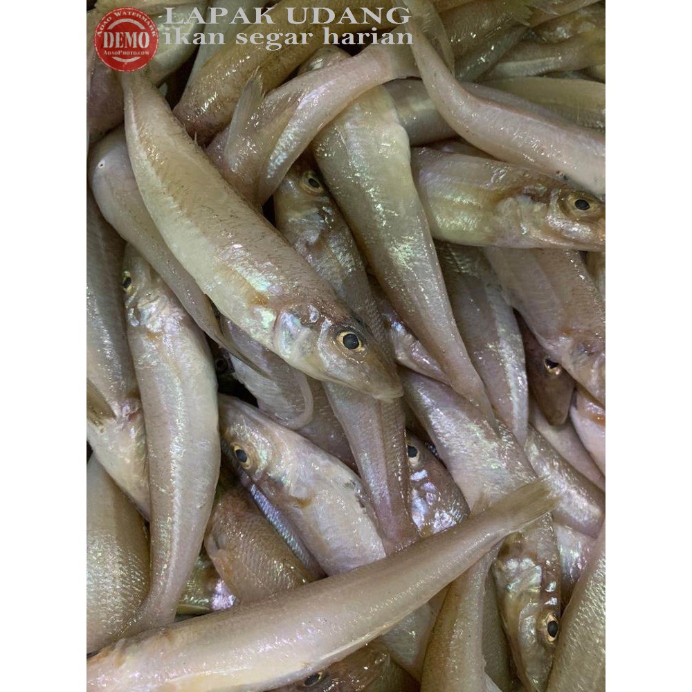 

Ikan Rejung Kaca Piring Ikan Fresh Laut Kualitas GARANSI SEGAR
