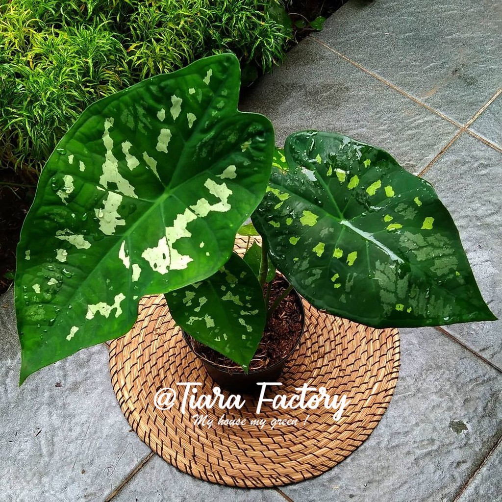 tanaman hias  keladi  army caladium army Shopee Indonesia