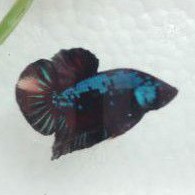 CUPANG GREEN SAMURAI/BLACK SERIES