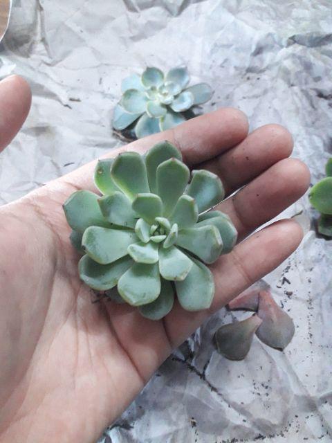 Sukulen Dan Kaktus | Echeveria Elegans blue