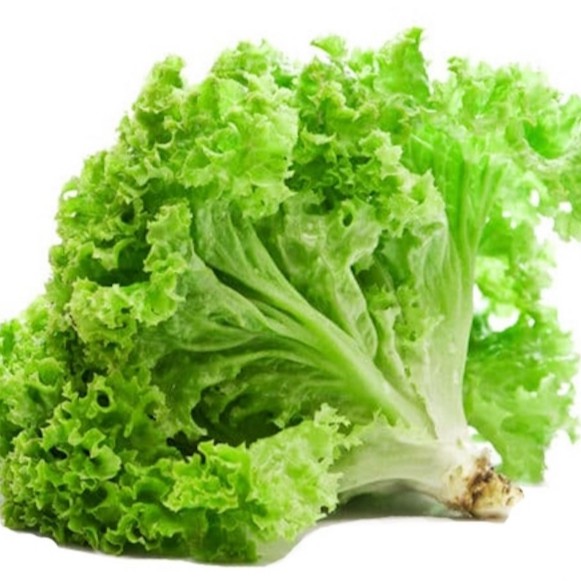 Sayur Organik / Selada Keriting Hijau Organik /Organic Green Leaf Lettuce 200g