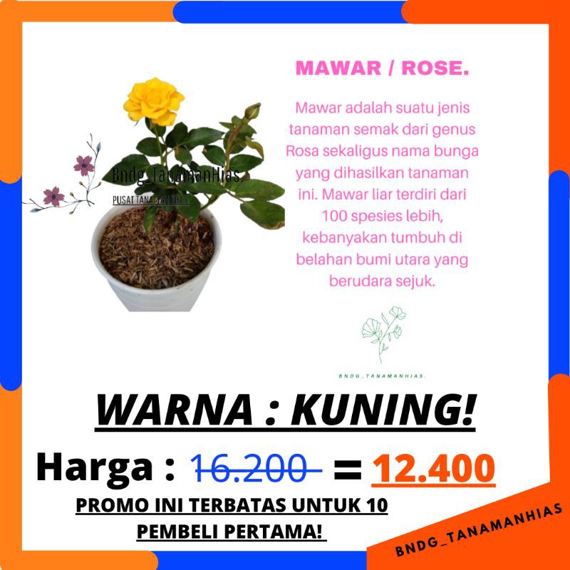 BUNGA ROSE MAWAR SUPER GRADE (WARNA KUNING) | TERMURAH