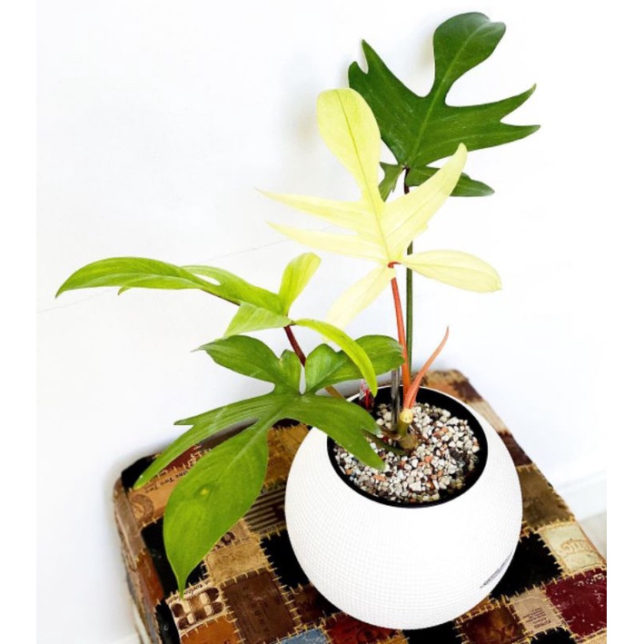 Tanaman hias Philodendron florida beauty mint / florida ghost mint