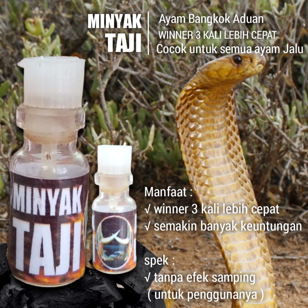 racun jalu minyak taji ayam bangkok aduan garansi win
