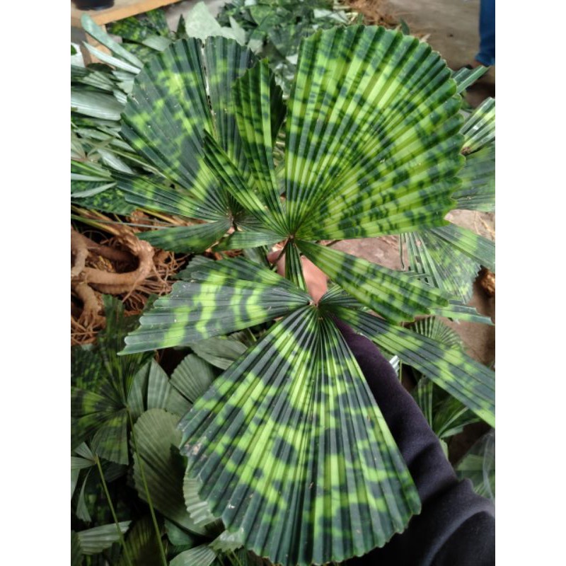 palem borneo/licuala mapu