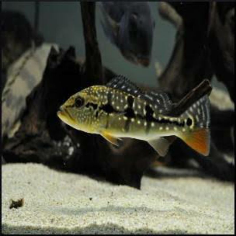 Pbass Pinima garansi pure size 5-6cm