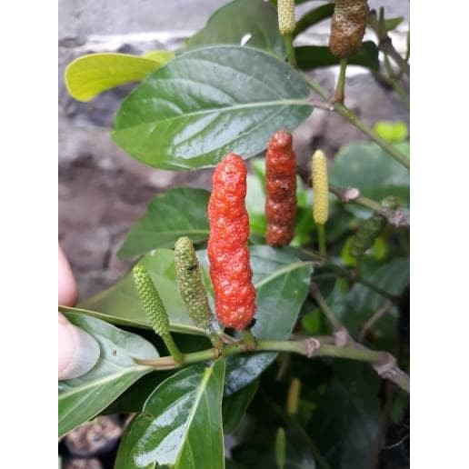Bibit Tanaman Herbal Pohon Cabe Jawa ( cabe jamu)