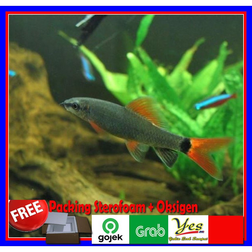 Ikan RedFin Red Fin Black Mini Shark Ikan Hias Aquascape Pemakan Alga