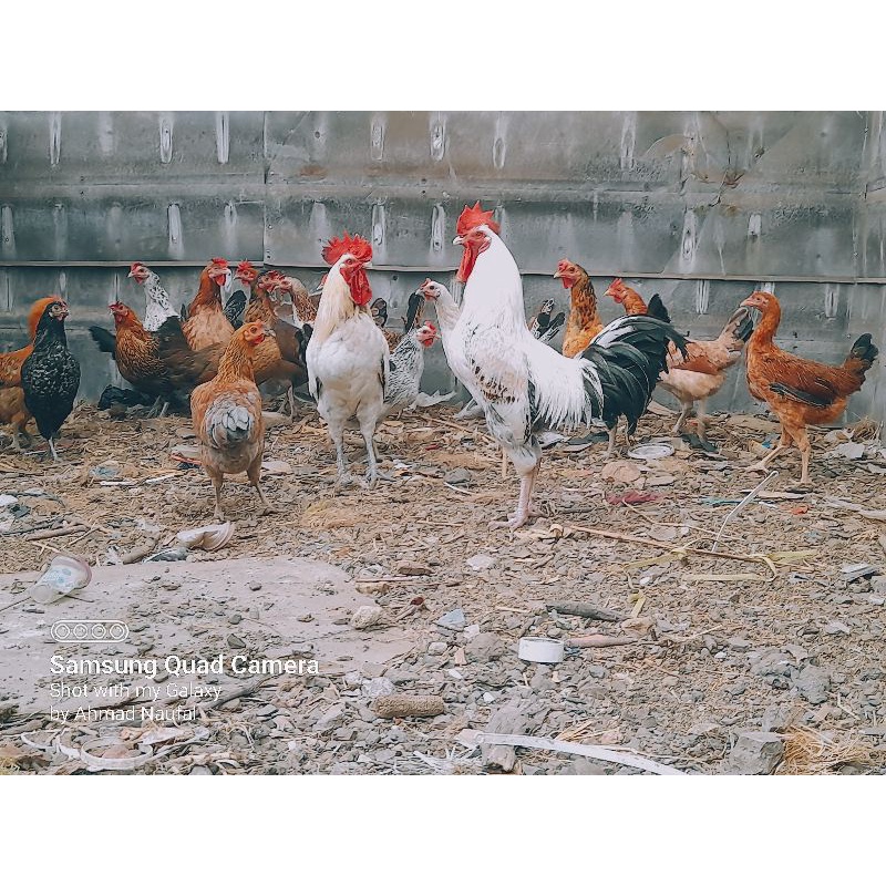 Pullet Remaja Ayam Kampung Yudistira Indukan AKY Dewasa Bandung