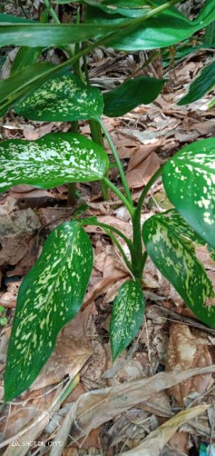 Tanaman talas hias perpohon