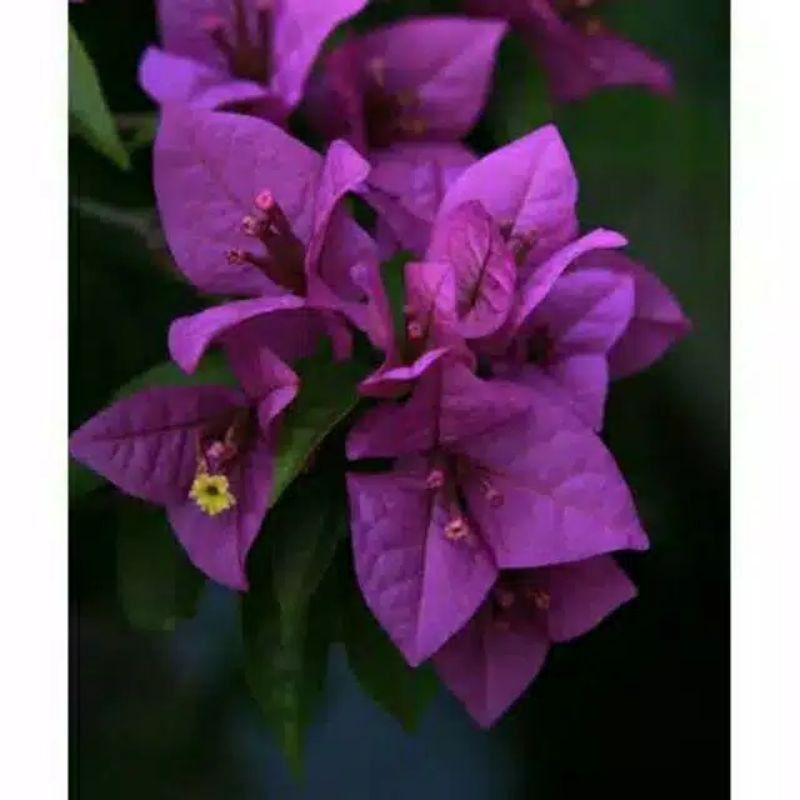tanaman hias bougenville bunga ungu tua Tanaman hidup-bunga hidup-bunga hias hidup-tanaman hias hidup-bunga hidup murah