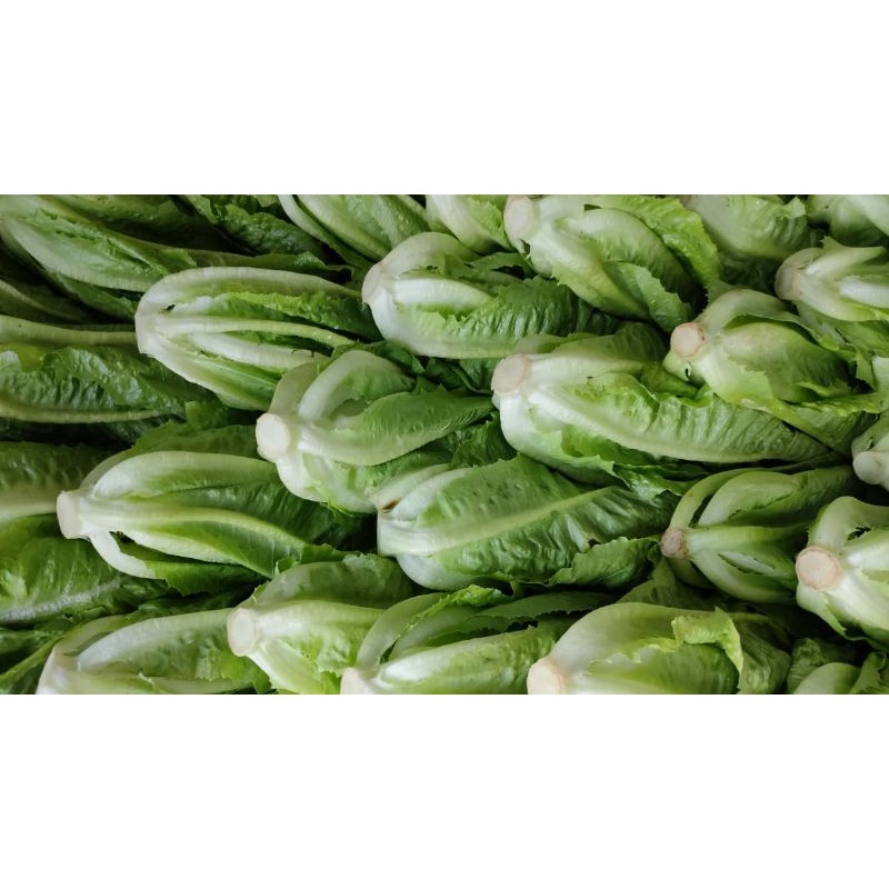 

Sayur romen / Salada Roman / Romanian Lettuce 500gr