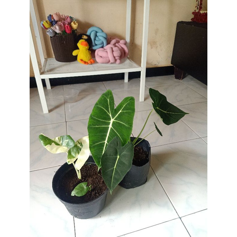 alocasia frydek dan sente var