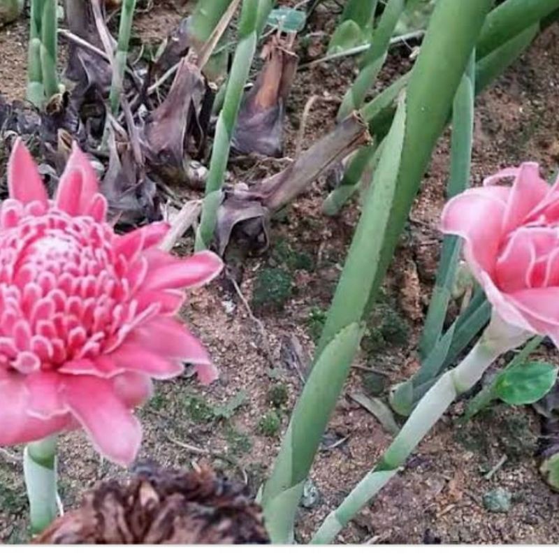 benih bibit kecomrang honje hijau